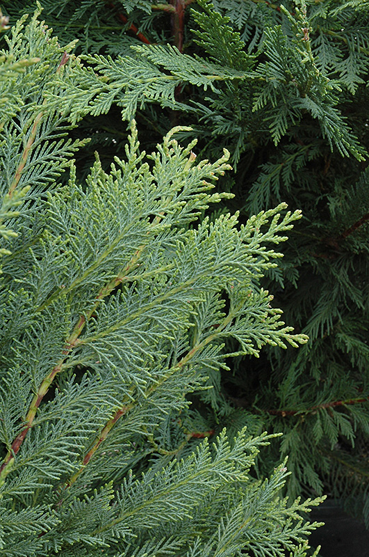 Leyland Cypress (Cupressocyparis x leylandii) at Green Thumb Nursery