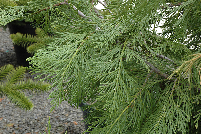California Incense Cedar (Calocedrus decurrens) at Green Thumb Nursery