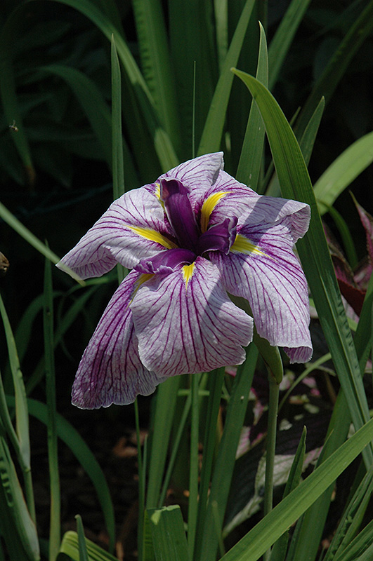 Japanese Water Iris (Iris ensata) at Green Thumb Nursery