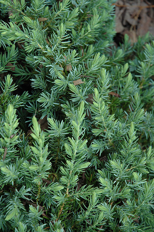 Blue Pacific Shore Juniper (Juniperus conferta 'Blue Pacific') at Green Thumb Nursery