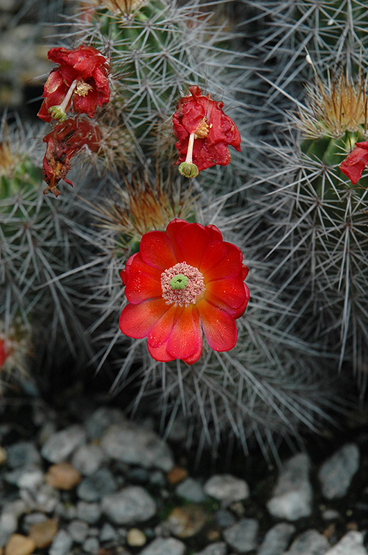 Mojave Mound Cactus (Echinocereus polyacanthus) at Green Thumb Nursery