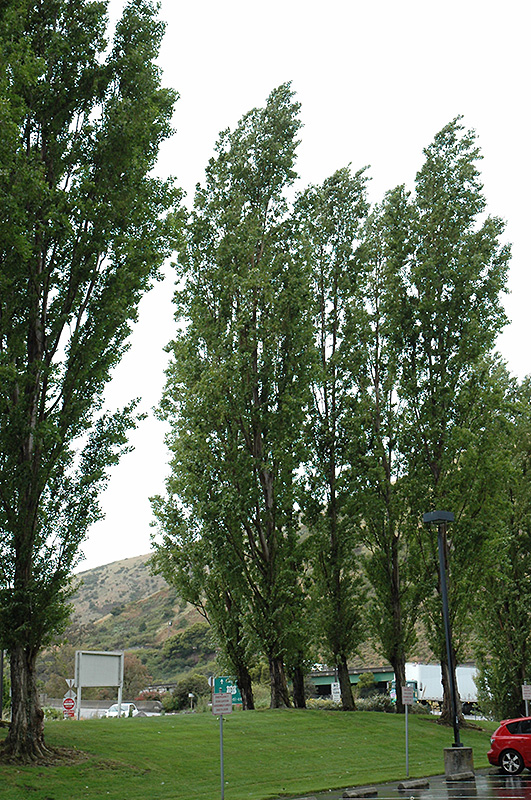 Lombardy Poplar (Populus nigra 'Italica') at Green Thumb Nursery