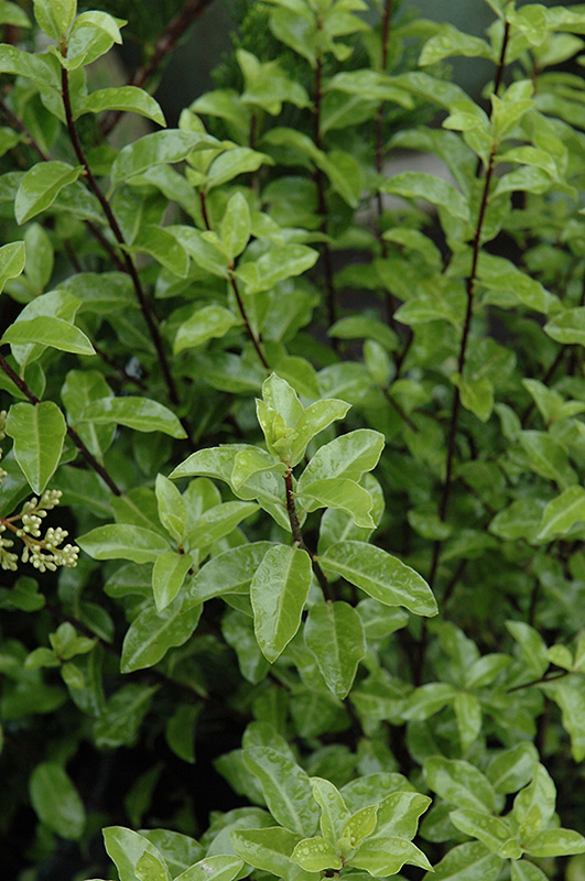Kohuhu (Pittosporum tenuifolium) at Green Thumb Nursery