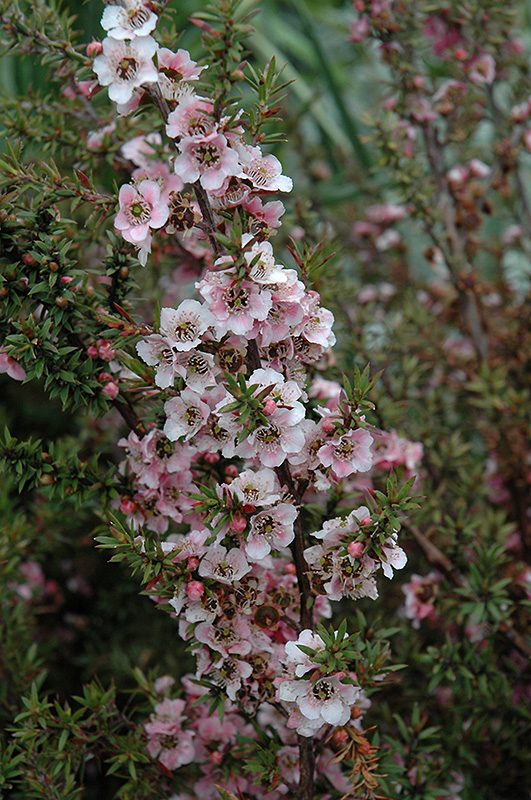 Silver And Rose Tea-Tree (Leptospermum scoparium 'Silver And Rose') at Green Thumb Nursery
