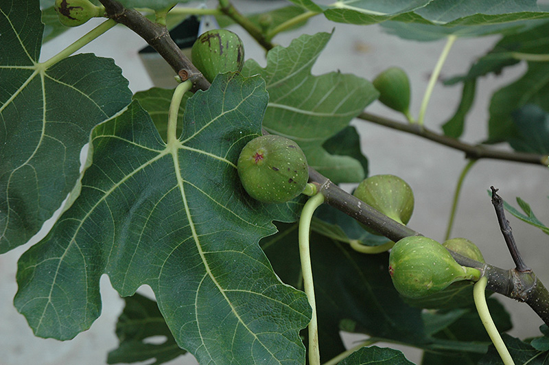 Mission Fig (Ficus carica 'Mission') at Green Thumb Nursery