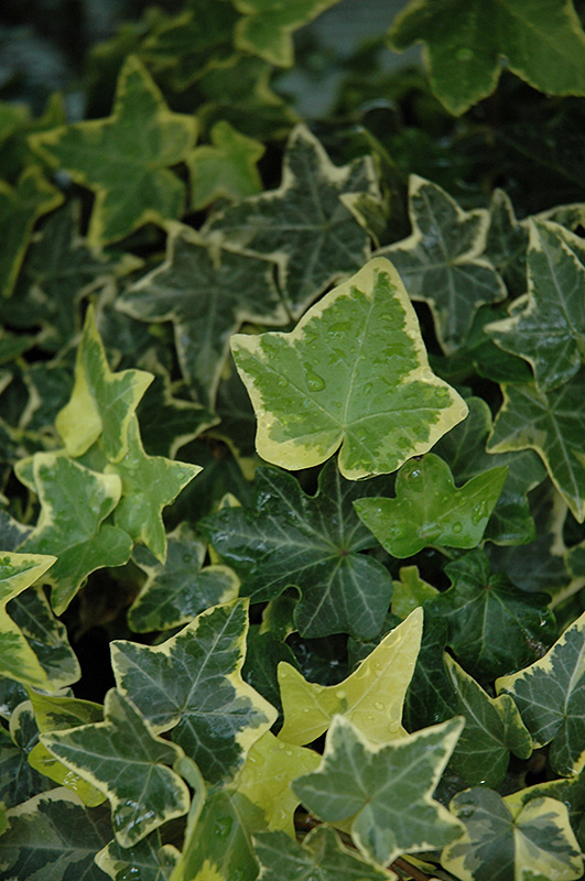 Gold Child Ivy (Hedera helix 'Gold Child') at Green Thumb Nursery