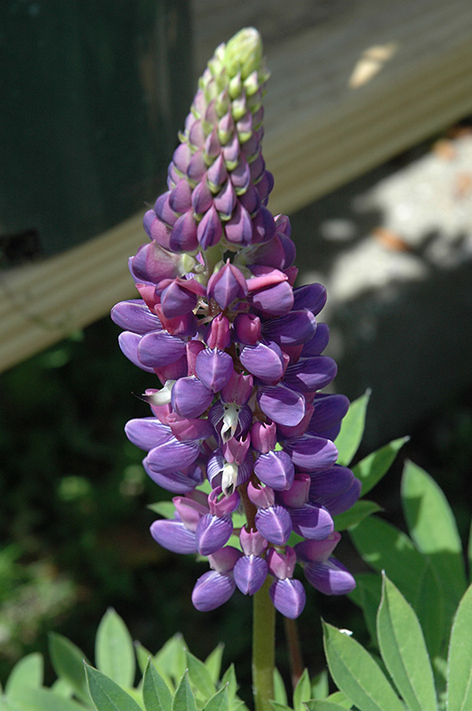 Gallery Blue Lupine (Lupinus 'Gallery Blue') at Green Thumb Nursery