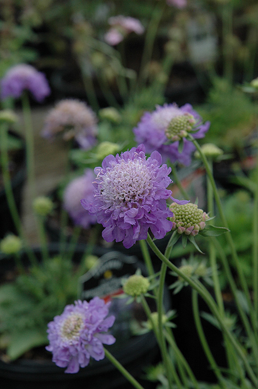 Blue Note Pincushion Flower (Scabiosa 'Blue Note') at Green Thumb Nursery