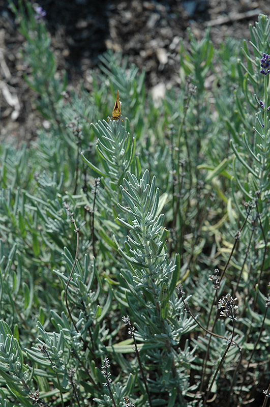 Jean Davis Lavender (Lavandula angustifolia 'Jean Davis') at Green Thumb Nursery