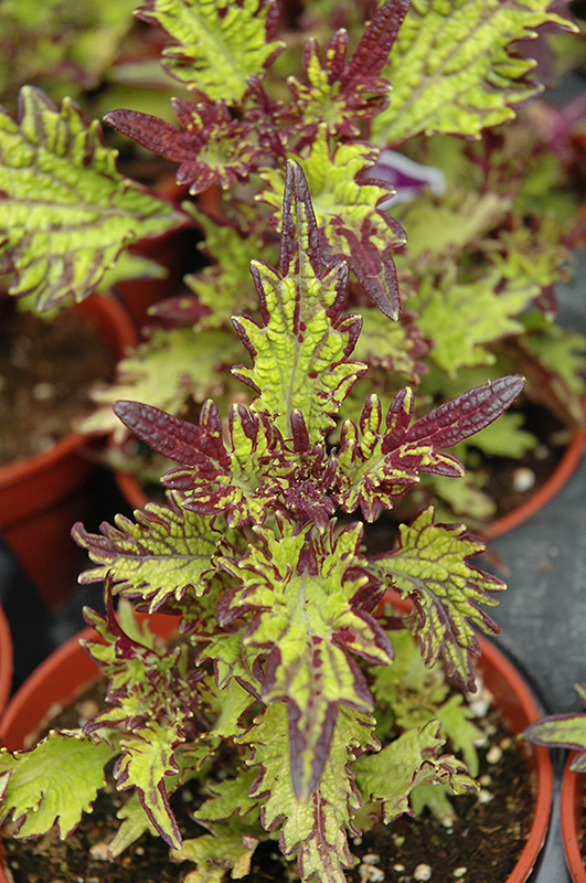 Stained Glassworks Witch Doctor Coleus (Solenostemon scutellarioides 'Witch Doctor') at Green Thumb Nursery