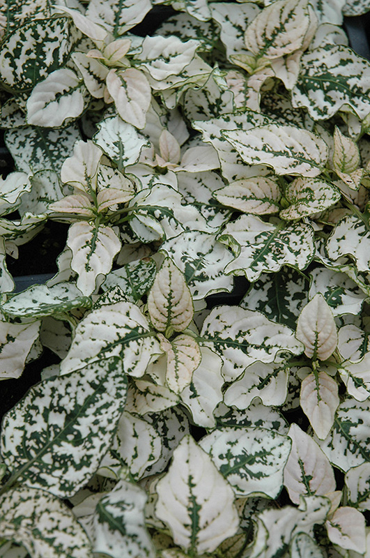 Splash Select White Polka Dot Plant (Hypoestes phyllostachya 'PAS2343') at Green Thumb Nursery