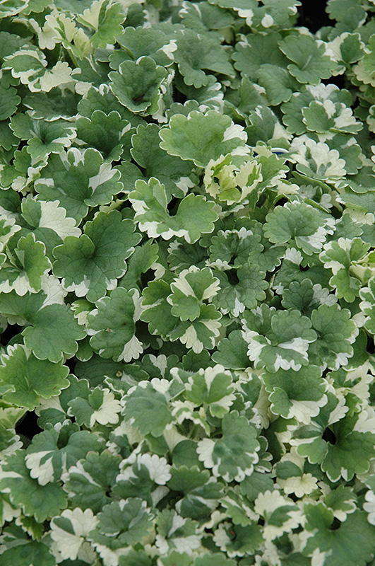Variegated Ground Ivy (Glechoma hederacea 'Variegata') at Green Thumb Nursery