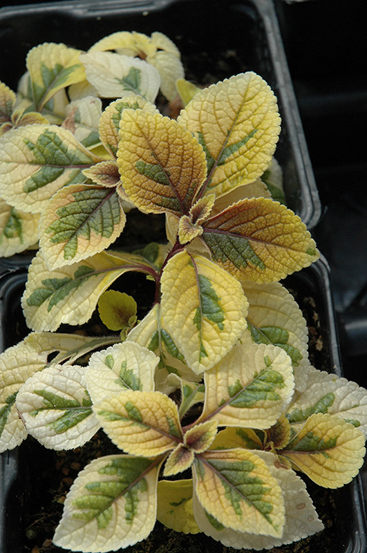 Troy's Gold Swedish Ivy (Plectranthus 'Troy's Gold') at Green Thumb Nursery