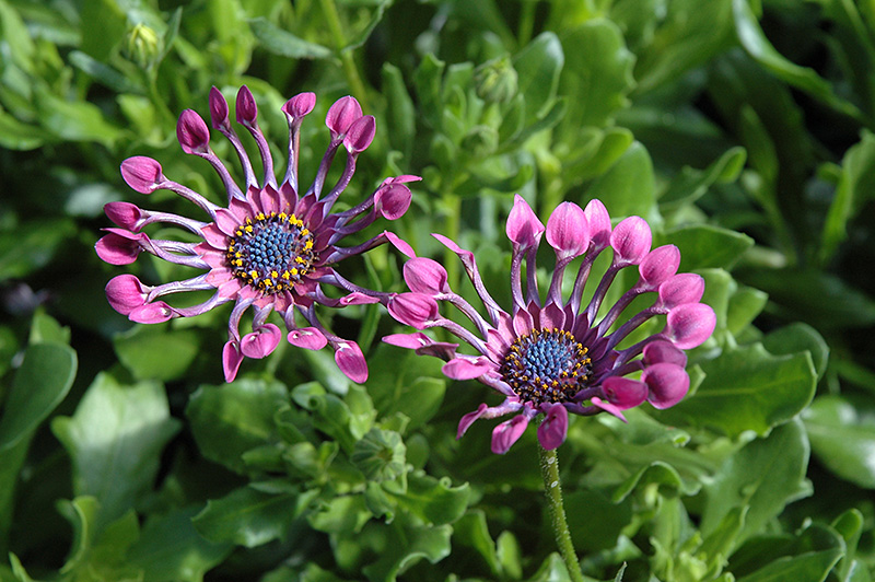 Serenity Lavender Bliss African Daisy (Osteospermum 'Serenity Lavender Bliss') at Green Thumb Nursery