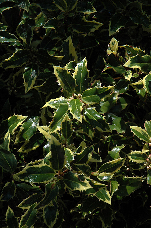 Gold Coast English Holly (Ilex aquifolium 'Monvila') at Green Thumb Nursery
