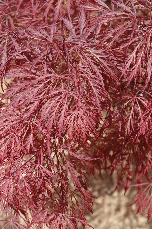 Ever Red Lace-Leaf Japanese Maple (Acer palmatum 'Ever Red') at Green Thumb Nursery