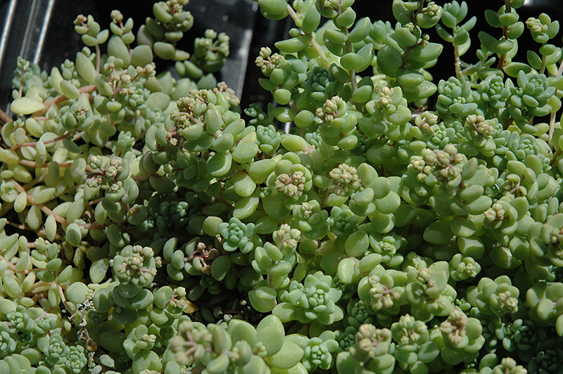 Corsican Stonecrop (Sedum dasyphyllum 'var. major') at Green Thumb Nursery