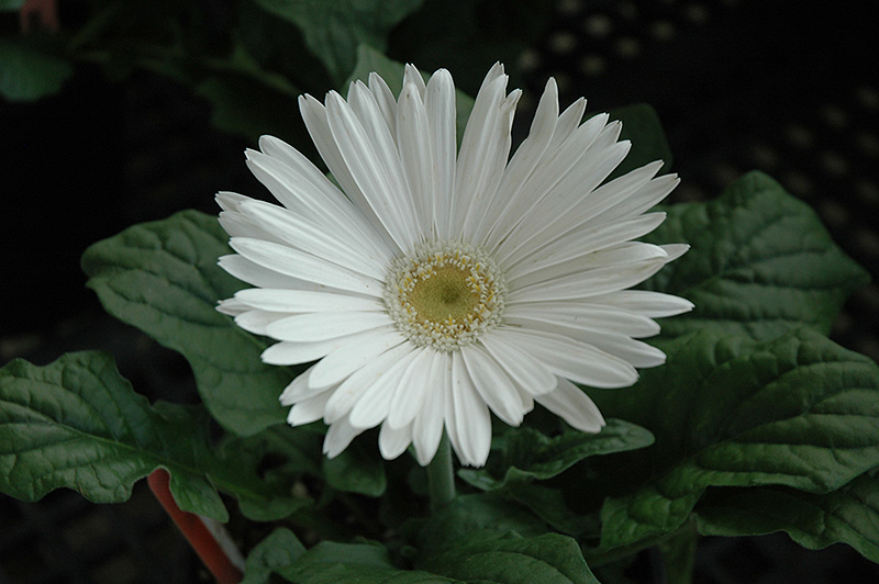 White Gerbera Daisy (Gerbera 'White') at Green Thumb Nursery