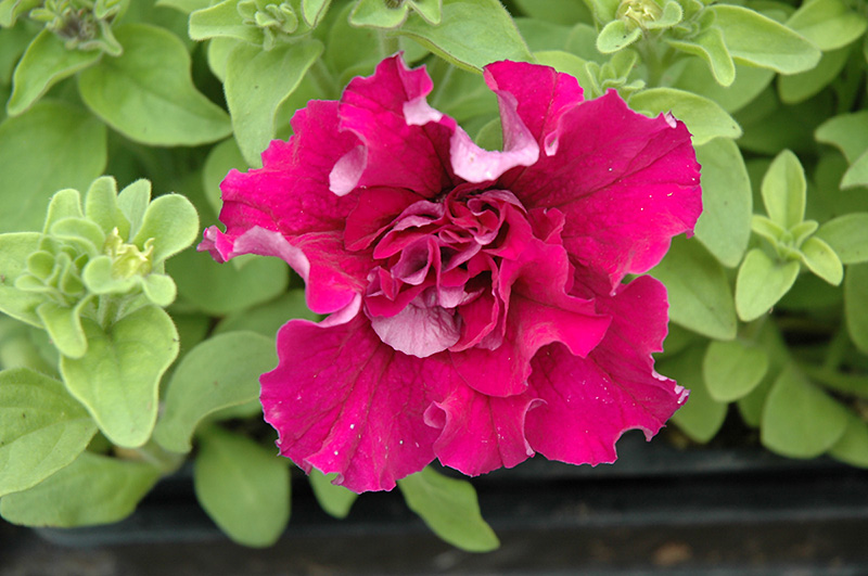Double Cascade Red Petunia (Petunia 'Double Cascade Red') at Green Thumb Nursery