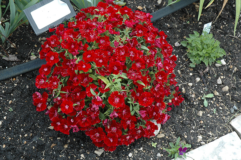Floral Lace Crimson Pinks (Dianthus 'Floral Lace Crimson') at Green Thumb Nursery