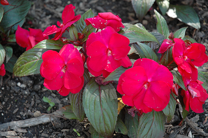 Accent Red Impatiens (Impatiens walleriana 'Accent Red') at Green Thumb Nursery