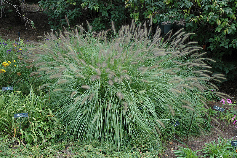 Fountain Grass (Pennisetum alopecuroides) at Green Thumb Nursery