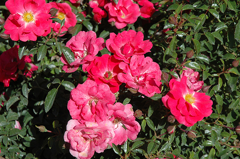 Flower Carpet Pink Supreme Rose (Rosa 'Flower Carpet Pink Supreme') at Green Thumb Nursery