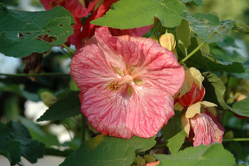 Bella Pink Flowering Maple (Abutilon 'Bella Pink') at Green Thumb Nursery