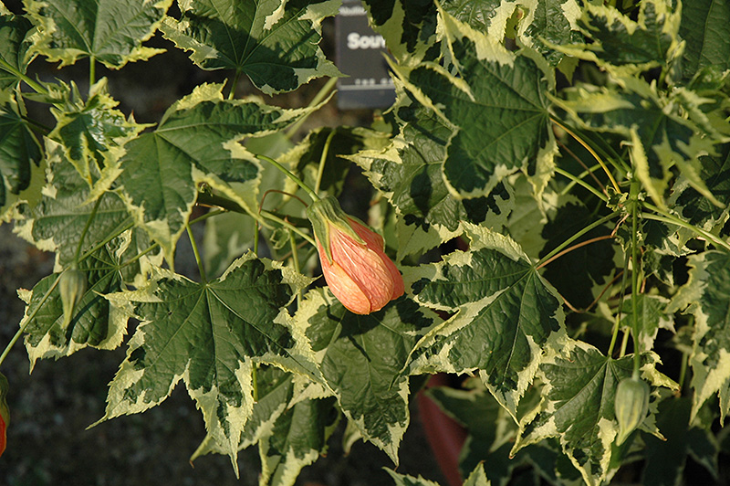 Souvenir de Bonn Flowering Maple (Abutilon 'Souvenir de Bonn') at Green Thumb Nursery