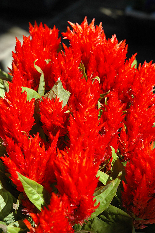 Red Plumed Celosia (Celosia plumosa 'Red') at Green Thumb Nursery