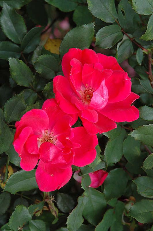 Red Knock Out Rose (Rosa 'Red Knock Out') at Green Thumb Nursery