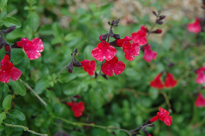 Navajo Red Autumn Sage (Salvia greggii 'Navajo Red') at Green Thumb Nursery