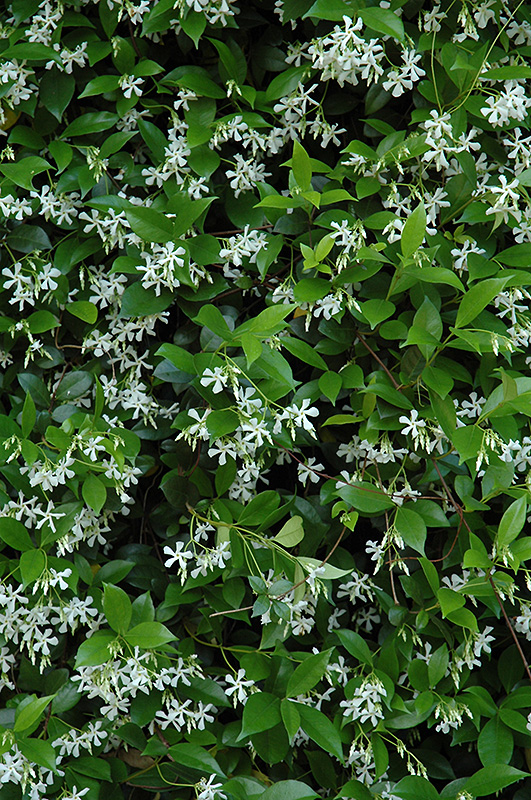 Confederate Star-Jasmine (Trachelospermum jasminoides) at Green Thumb Nursery