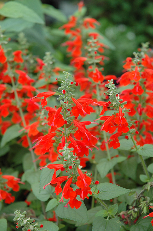 Lady In Red Sage (Salvia coccinea 'Lady In Red') at Green Thumb Nursery