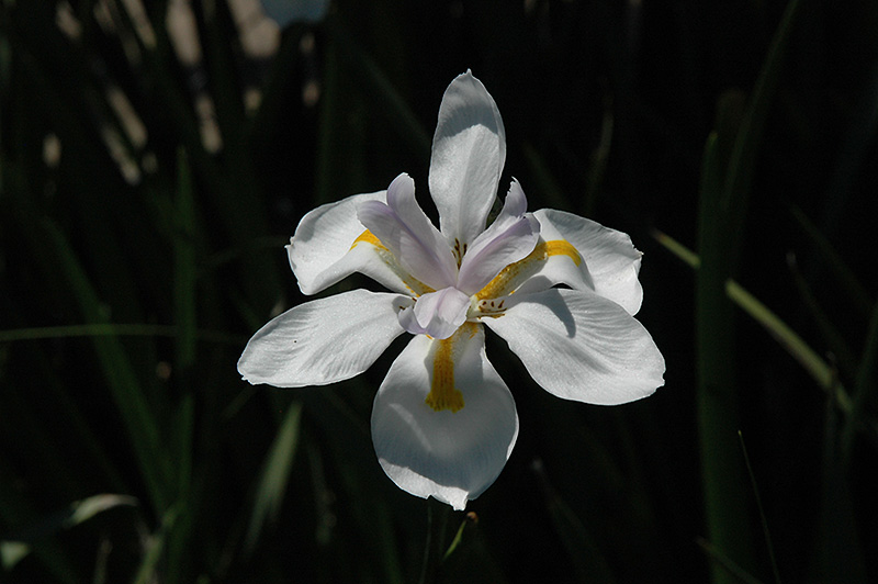 Butterfly African Iris (Dietes iridioides 'Butterfly') at Green Thumb Nursery