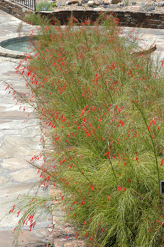 Firecracker Plant (Russelia equisetiformis) at Green Thumb Nursery