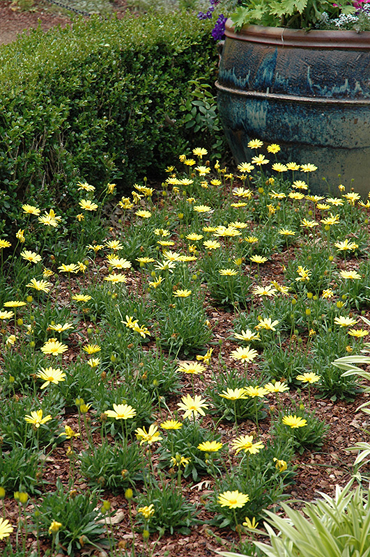 Voltage Yellow African Daisy (Osteospermum 'Voltage Yellow') at Green Thumb Nursery