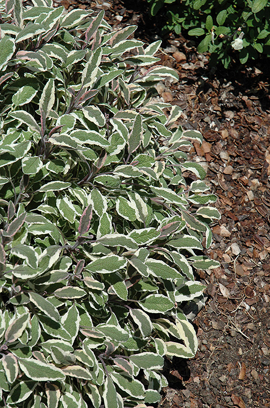 Silver Sabre Sage (Salvia officinalis 'Silver Sabre') at Green Thumb Nursery