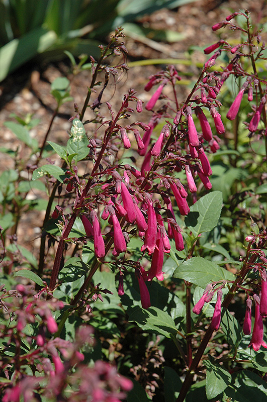 Passionate Pink Cape Fuchsia (Phygelius 'Passionate Pink') at Green Thumb Nursery