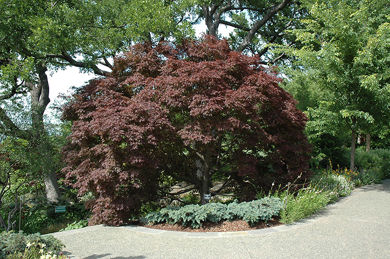 Burgundy Lace Japanese Maple (Acer palmatum 'Burgundy Lace') at Green Thumb Nursery