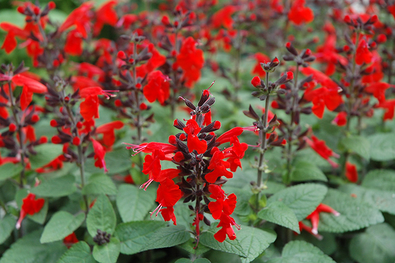 Forest Fire Sage (Salvia coccinea 'Forest Fire') at Green Thumb Nursery