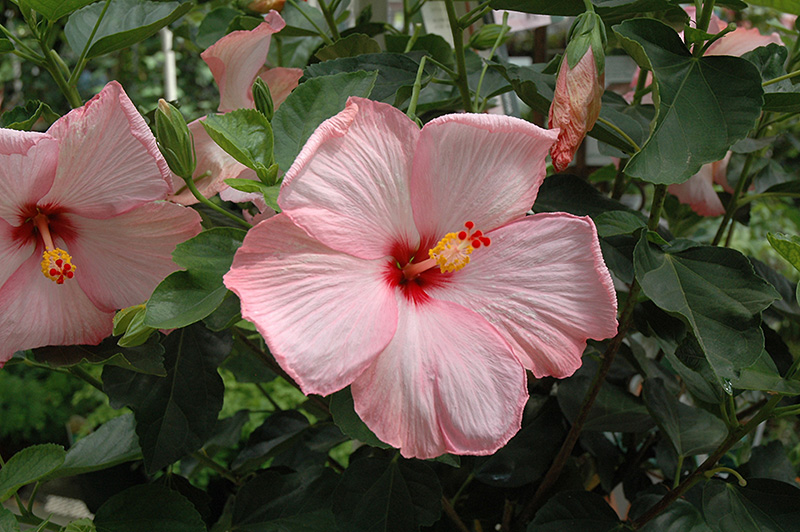Amour Hibiscus (Hibiscus rosa-sinensis 'Amour') at Green Thumb Nursery
