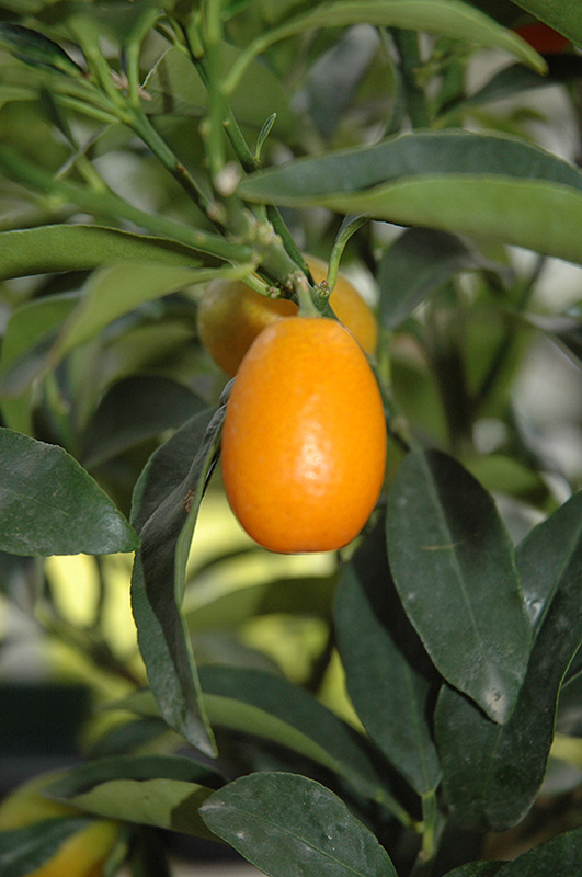 Nagami Kumquat (Citrus japonica 'Nagami') at Green Thumb Nursery