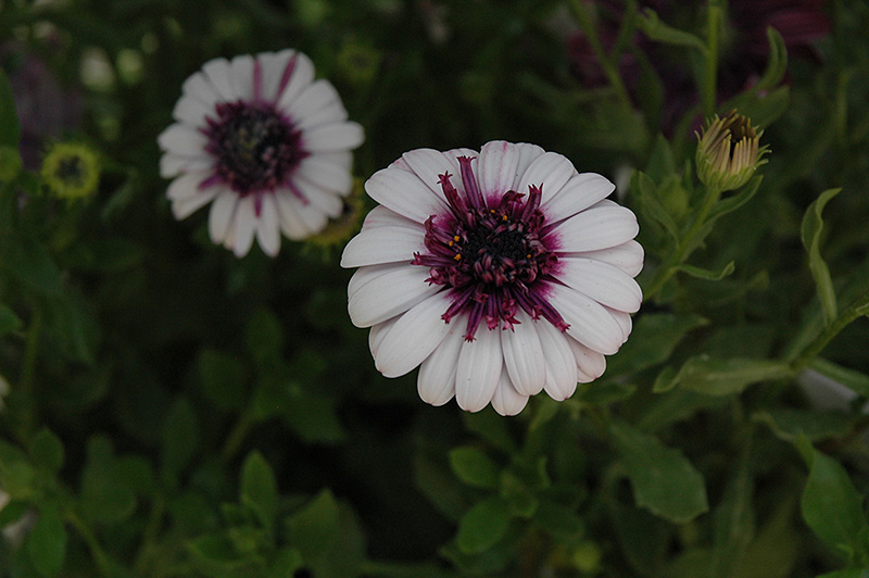 3D Berry White African Daisy (Osteospermum '3D Berry White') at Green Thumb Nursery