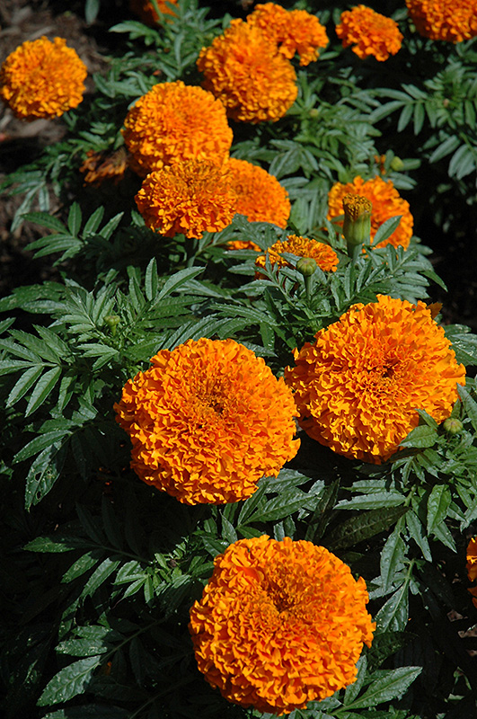Moonsong Deep Orange Marigold (Tagetes erecta 'Moonsong Deep Orange') at Green Thumb Nursery