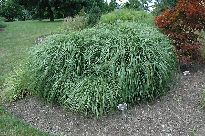Adagio Maiden Grass (Miscanthus sinensis 'Adagio') at Green Thumb Nursery
