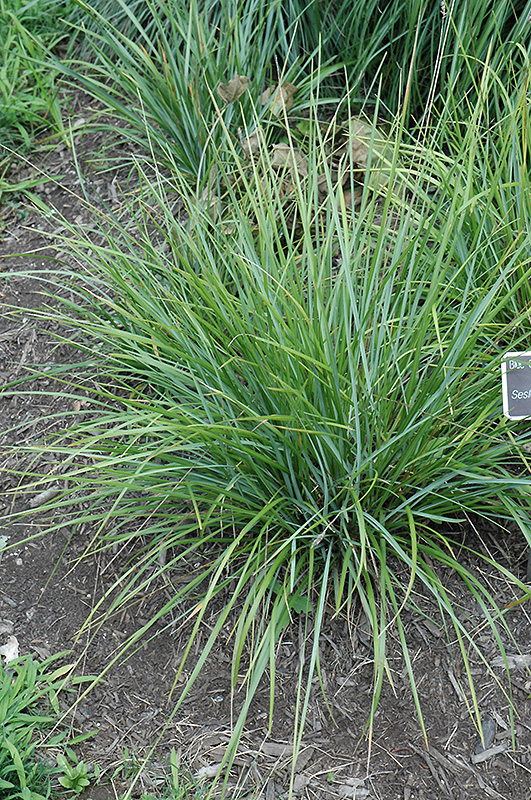 Blue-green Moor Grass (Sesleria heufleriana) at Green Thumb Nursery