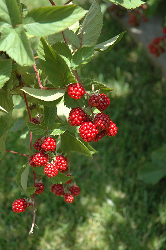 Heritage Raspberry (Rubus 'Heritage') at Green Thumb Nursery