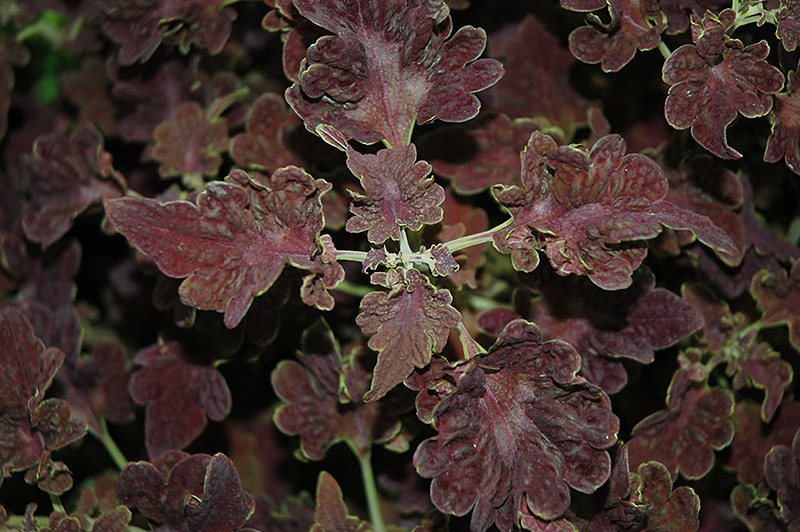 Stained Glassworks Tempest Coleus (Solenostemon scutellarioides 'Tempest') at Green Thumb Nursery