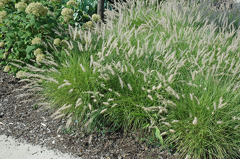 Oriental Fountain Grass (Pennisetum orientale) at Green Thumb Nursery